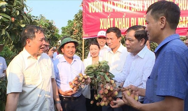 Provincia vietnamita exporta primer lote de lichi al extranjero