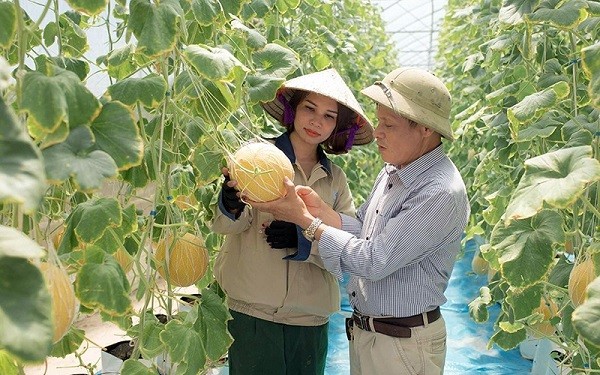 Hung Yen apuesta por la reestructuración agrícola
