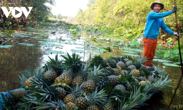 El cultivo de la piña ayuda a agricultores de Hau Giang a estabilizarse
