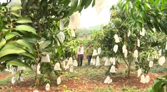 El cultivo orgánico de árboles frutales en Yen Chau, Son La