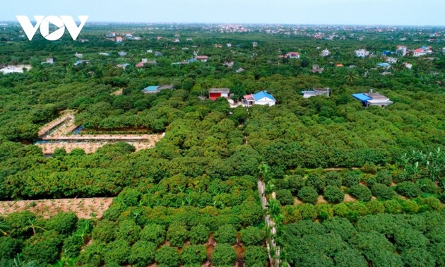 Agricultores de la provincia norteña de Hai Duong impulsan la transformación digital