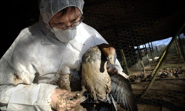 Brote de gripe aviar en Estados Unidos y Europa