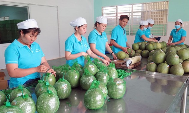 Otros cinco frutas de Vietnam exportadas a los principales mercados en 2022