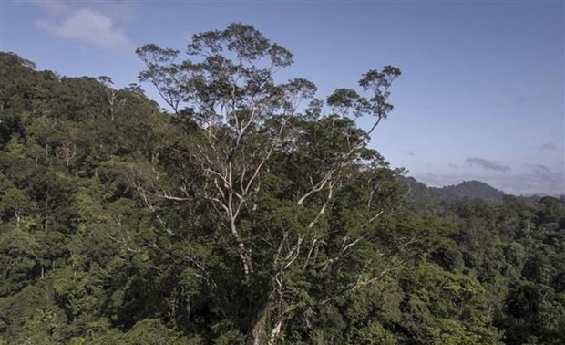 Reino Unido patrocinará proyecto sobre cambio climático en Amazonía brasileña