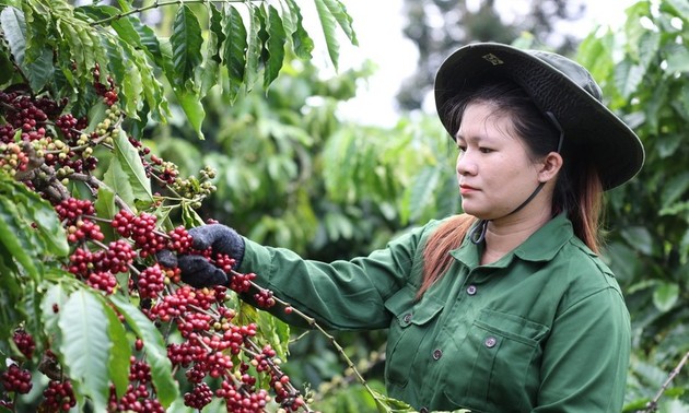 Exportaciones de café de Vietnam a España aumentan 136 % en valor