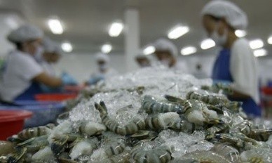 DOC determines Vietnam shrimp exporters not engaged in dumping