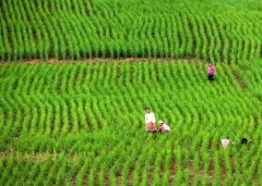 ADB supports green agriculture in Vietnam