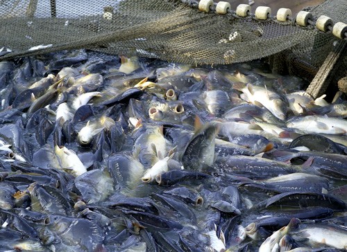 Vietnam could sue DOC for catfish tax increase
