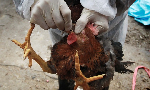 US helps Vietnam prevent bird flu