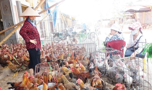 Vietnam to take measures against H7N9 avian influenza