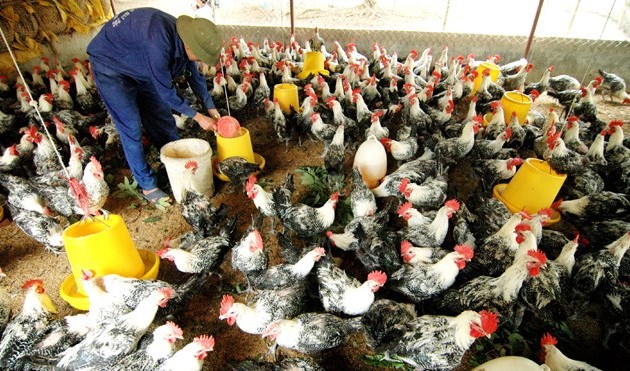 Northern border provinces take measures against avian flu 