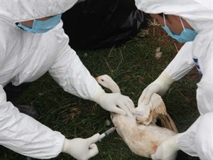 Urgent measures against H7N9 influenza