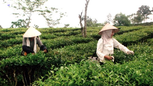 Vietnam’s tea exports earn 37 million USD in Q1