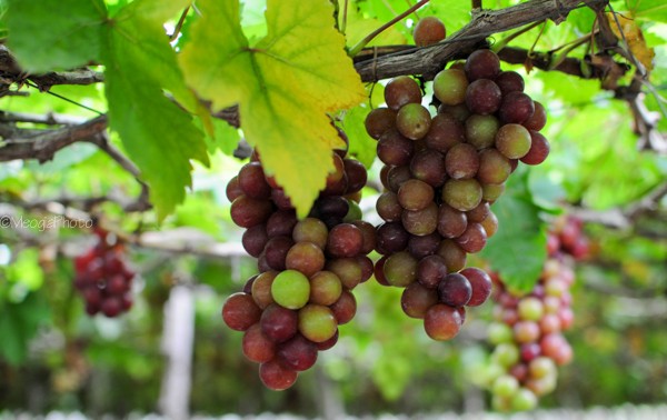 Ninh Thuan to host International Grapes and Wine festival 