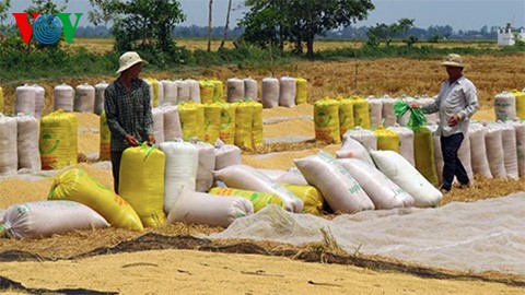 Vietnam wins bid to supply 200,000 tons of rice to Philippines