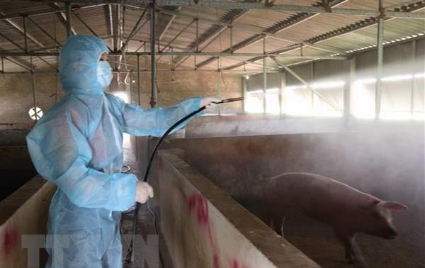 Vietnam capable of producing vaccine against African swine fever