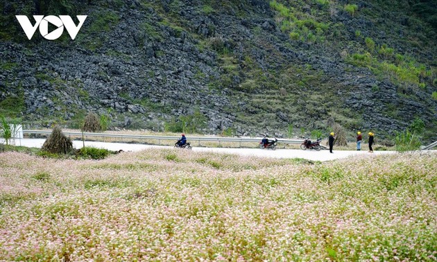 Buckwheat flowers adorn Ha Giang's mountains 