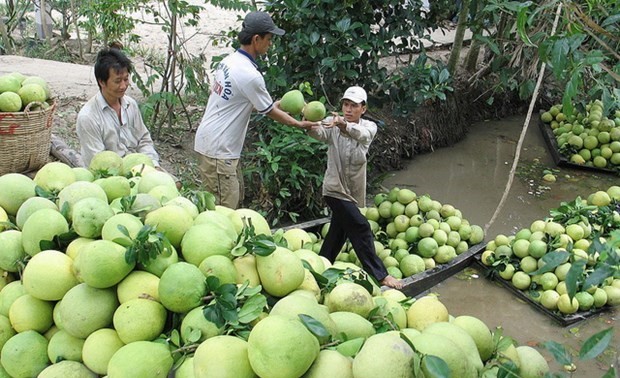 US opens market to Vietnam’s pomelos 
