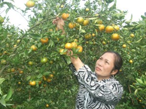 Das Dorf Cao Phong baut Markenzeichen für ihre Orangen auf