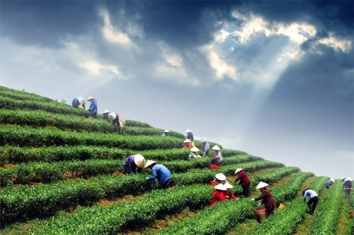 Entdeckung des Teeanbaugebiets Tan Cuong