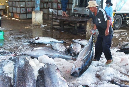 Seminar über die Regulierung des Thunfischfangs in Vietnam