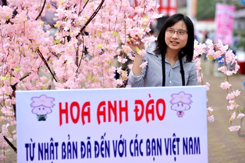 Eröffnung des Fests der japanischen Kirschblüte in Ha Long