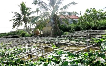Ausweg aus der Armut durch das neue landwirtschaftliche Modell in Ninh Binh