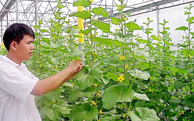 Die Bewohner in Don Duong entwickeln Landwirtschaft durch Hochtechnologie