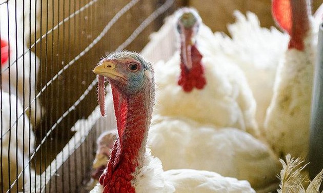 Vogelgrippe H5N2 in den USA verbreitet sich rasant
