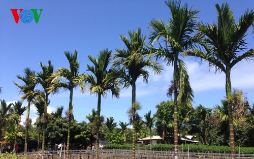 Obstgarten aus Südvietnam in Hawaii