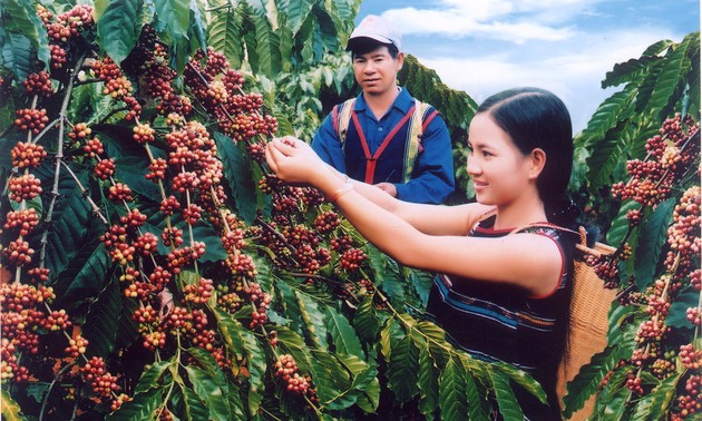 Dac Lac fördert den Kaffeeanbau