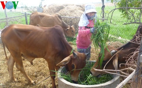 Ninh Thuan entwickelt die Tierzucht nachhaltig