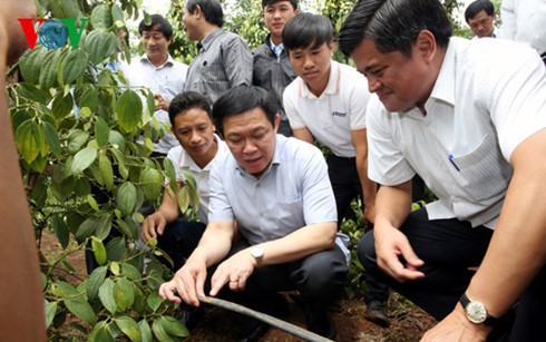 Vizepremierminister Vuong Dinh Hue besucht Provinz Gia Lai