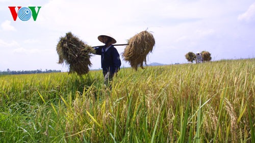 Reisproduktion entsprechend dem internationalen Standard