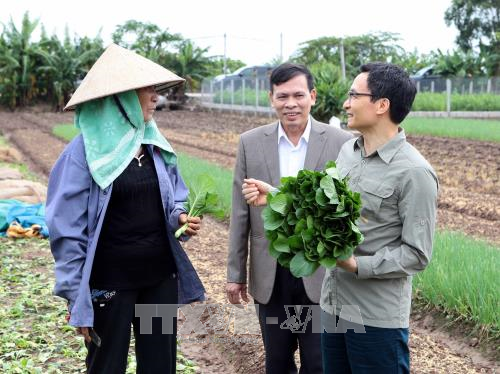 Vizepremierminister Vu Duc Dam überprüft Anbaumodelle für saubere Gemüse in Hung Yen