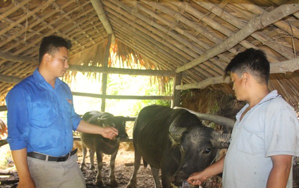 Kreis Quang Binh in der Provinz Ha Giang verwendet effizient Kredite zur landwirtschaftlichen Entwicklung