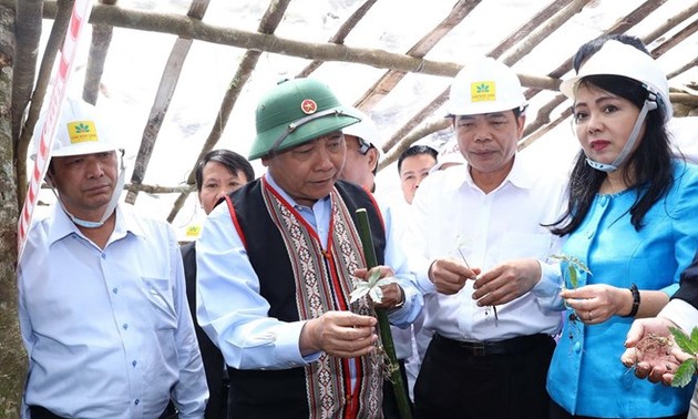 Premierminister: Anbaugebiet Ginseng Ngoc Linh ist „vietnamesischer Nationalschatz“