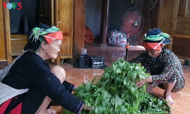 Gemeinde Cao Bo fördert Anpflanzen von Shan Tuyet-Tee