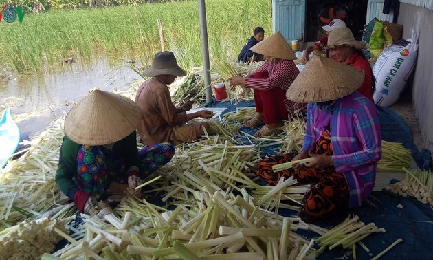 Bauern im Gebiet U Minh Ha pflanzen Bon bon zur Wirtschaftsentwicklung an