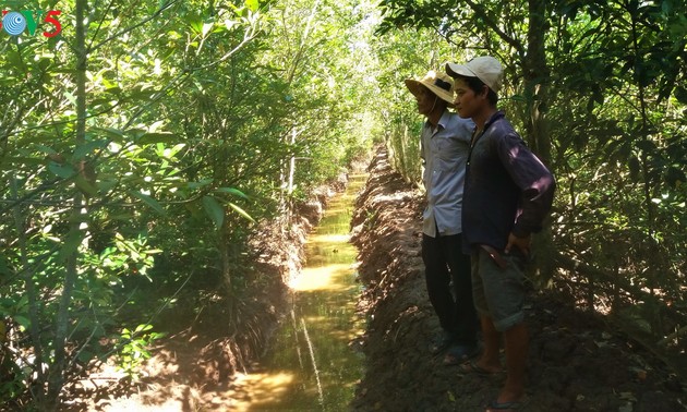 Soc Trang pflanzt Mangrovenwälder für den Küstenschutz