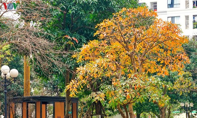 Die romanische Schönheit der Stadt Hanoi in der Zeit, in der Bäume ihre Blätter wechseln
