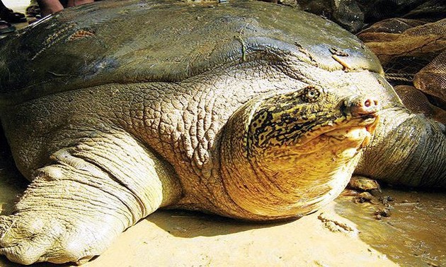Hanoi: Das Geschlecht der Schildkröten im Hoan Kiem-See werden bestimmt