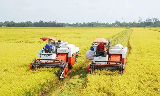 Bestätigung des “vietnamesischen Reis” im Mekong-Delta 
