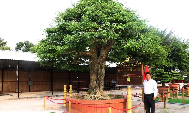 Rekord für die Bonsai-Birkenfeige mit dem größten Durchmesser in Vietnam