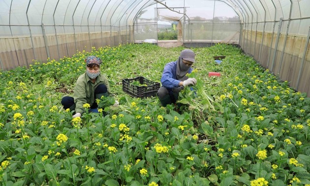 1.Quartal 2021: Vietnam exportiert Obst und Gemüsen von mehr als 944 Millionen US-Dollar 