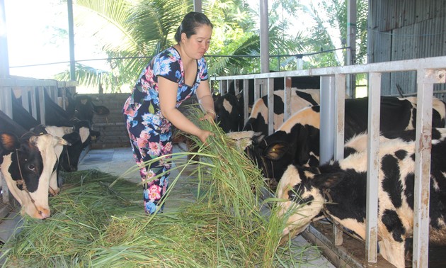 Effektivität der Milchwirtschaft in Soc Trang