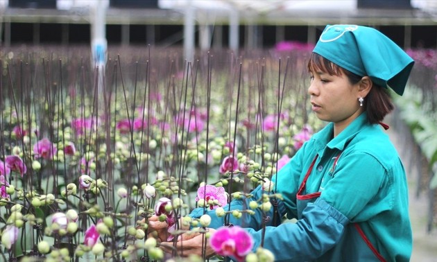 Hanoi baut und entwickelt Smart Farming