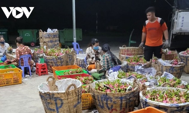Hygienisches Anbaumodell der Drachenfrüchte ändert Denkweise der Bauern in Tien Giang