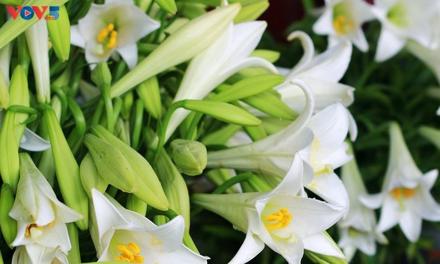 Saison der wilden weißen Lilien im April