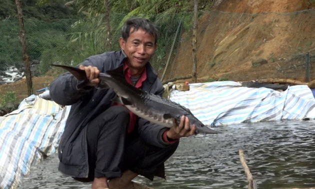 Die Zucht von Kaltwasserfischen im Kreis Tam Duong in der Provinz Lai Chau